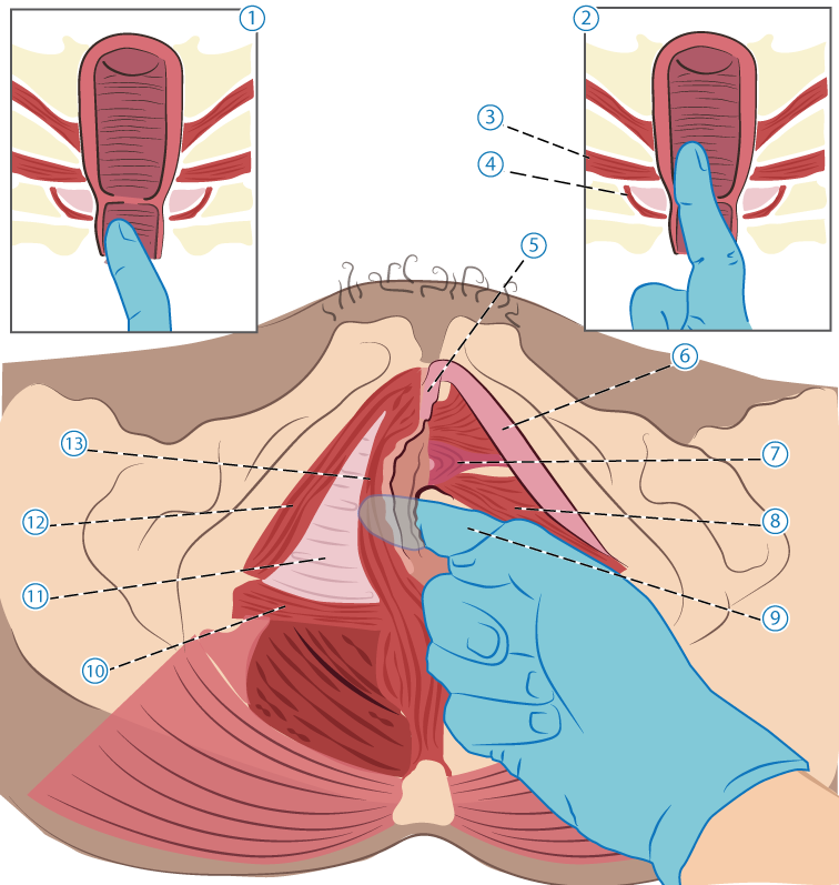 Palpation 1