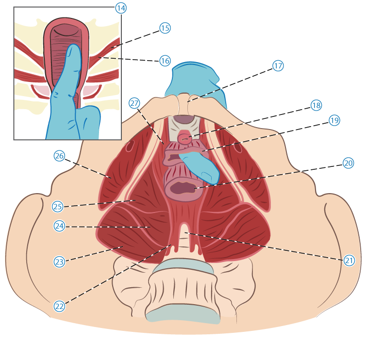 Palpation 2