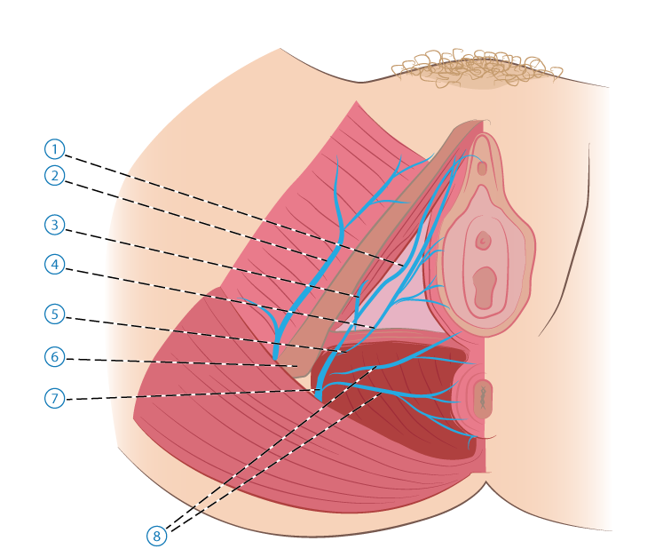  Innervation