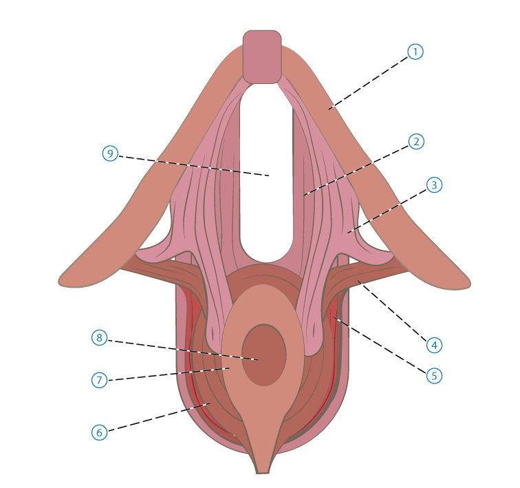  Mellangrdsmusklerna 1